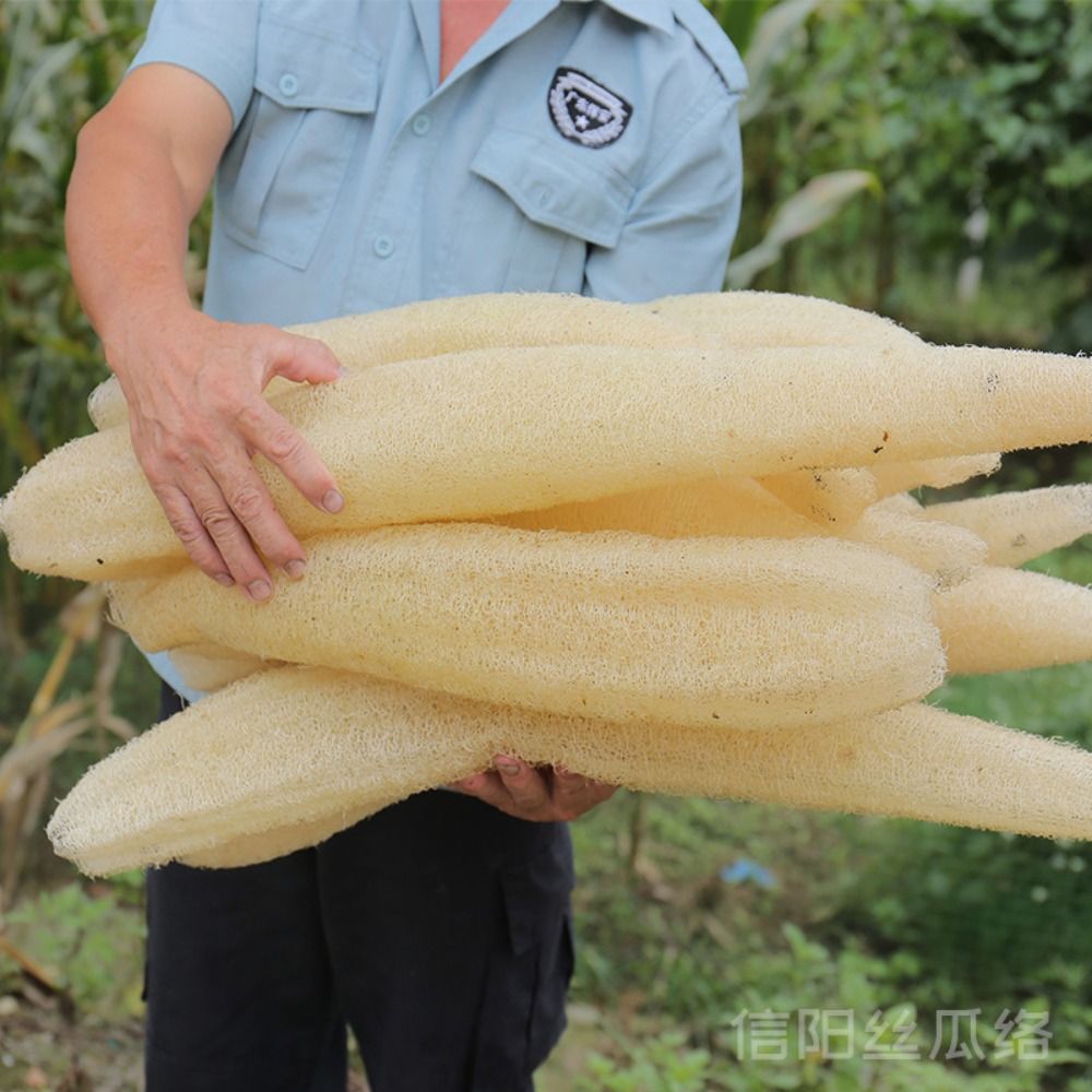 Natürlicher Luffa Luffa Schwam – Body Loofah Natural Bewertung und Preis